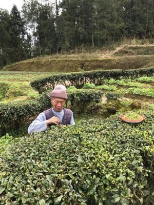 重慶小罐茶哪裏有賣？從傳統到現代，探索茶文化的多重面貌